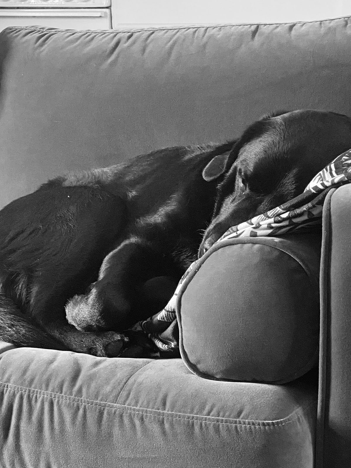 A black dog asleep on a beige sofa, curled up against a patterned pillow.