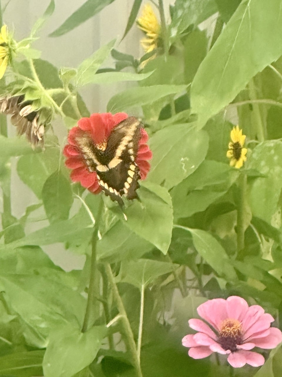 A photo of zinnias with a butterfly that read a free-ebook